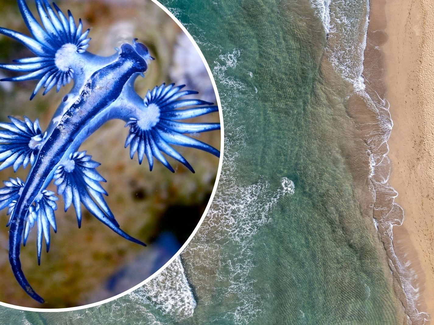 Badeverbot an Costa Blanca – giftige Schnecke entdeckt.