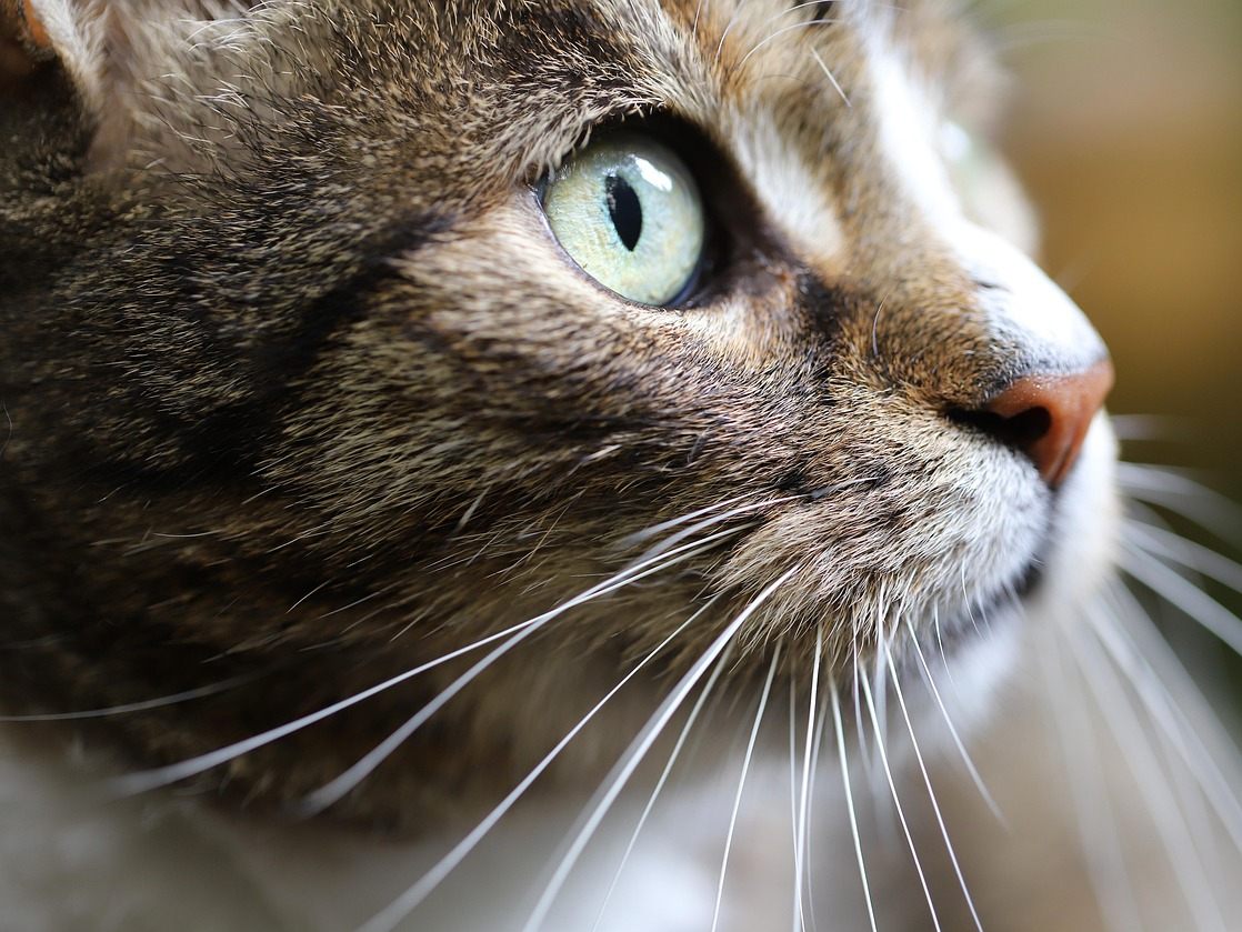 Tierärzte rufen zum Weltkatzentag zur regelmäßigen Gesundheitsvorsorge auf. Tierärzte rufen zum Weltkatzentag zur regelmäßigen Gesundheitsvorsorge auf.