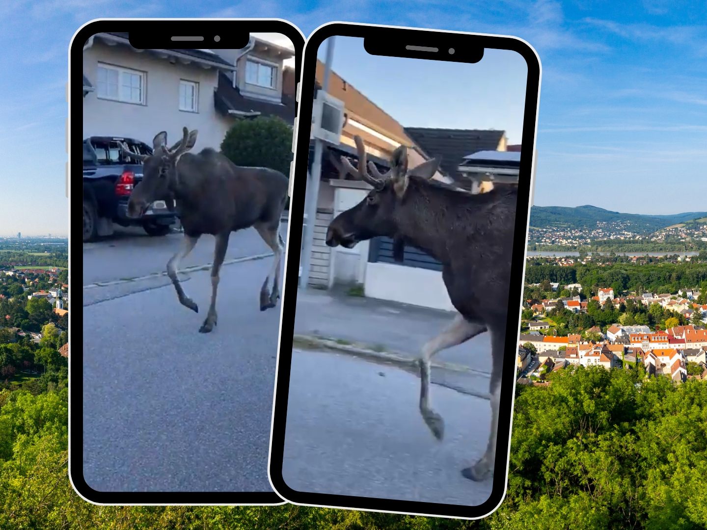 Elch Emil ist auf Wanderschaft durch Niederösterreich – zuletzt wurde er in Korneuburg gesichtet.