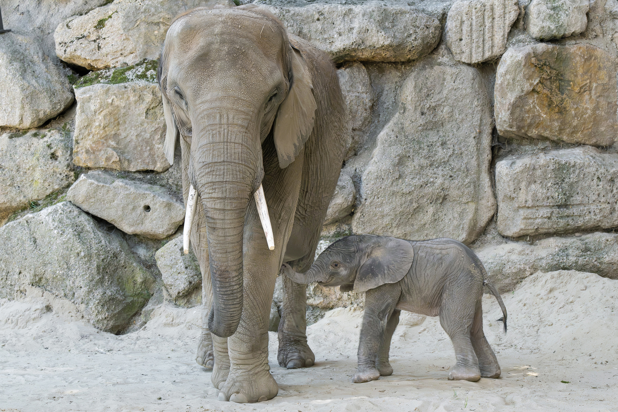 Nachwuchs bei Elefanten im Wiener Tiergarten Schönbrunn