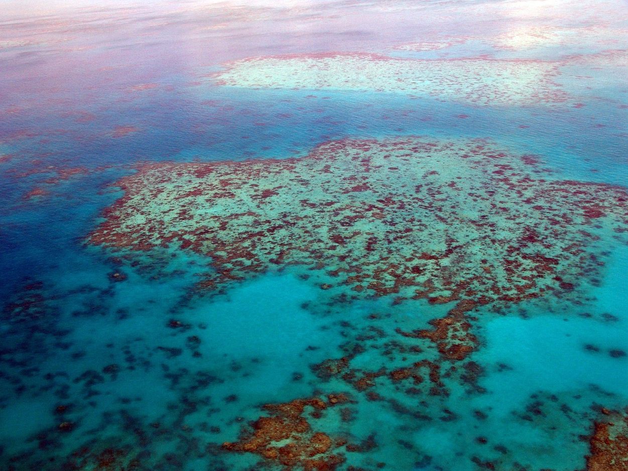 Der menschengemachte Klimawandel trifft das Great Barrier Reef hart. Der menschengemachte Klimawandel trifft das Great Barrier Reef hart.