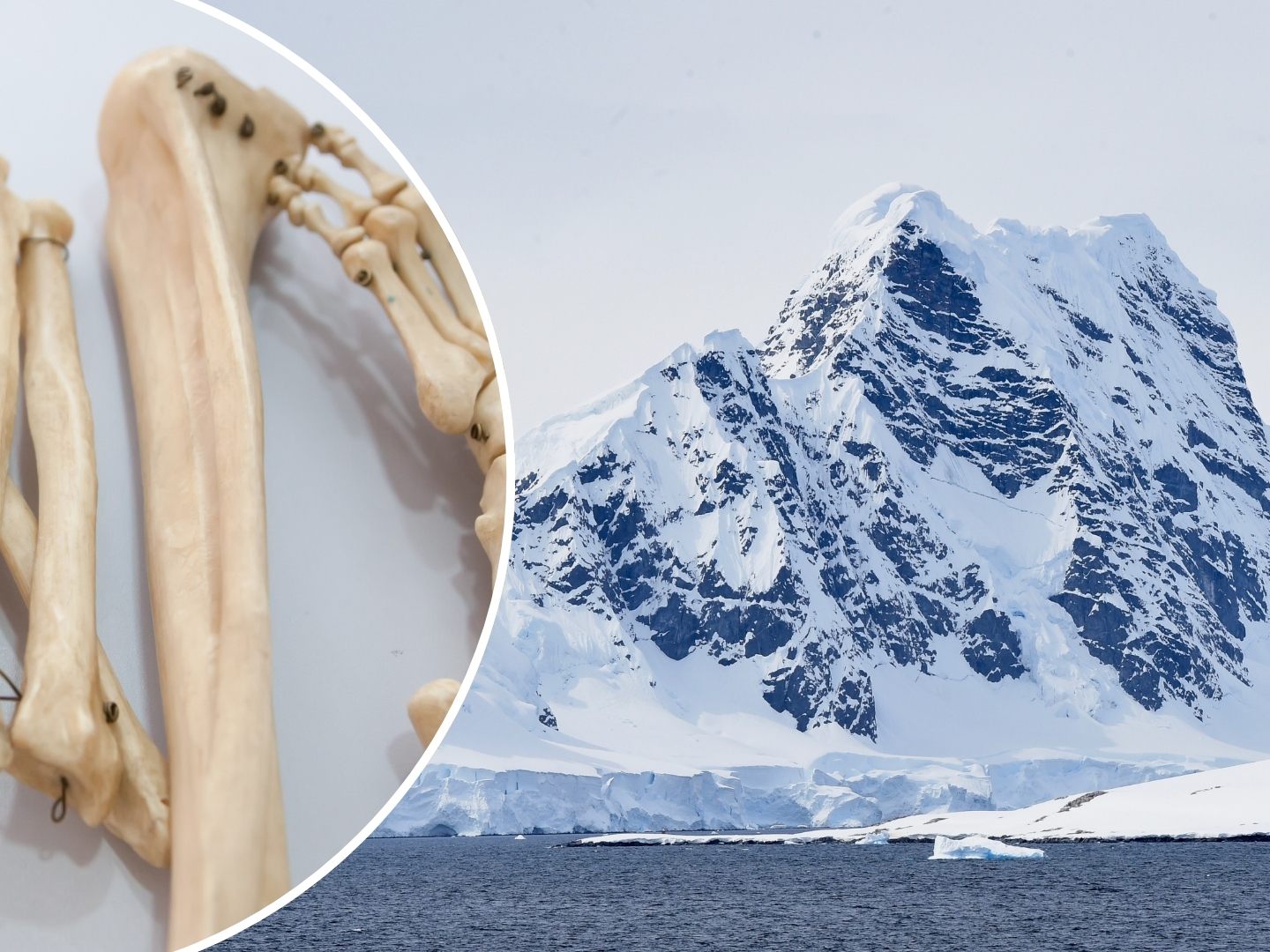 Ein polnisches Forschungsteam entdeckte die Überreste des britischen Meteorologen Dennis „Tink“ Bell im Jänner 2025 in einem schmelzenden Gletscher auf King George Island. Ein polnisches Forschungsteam entdeckte die Überreste des britischen Meteorologen Dennis „Tink“ Bell im Jänner 2025 in einem schmelzenden Gletscher auf King George Island.