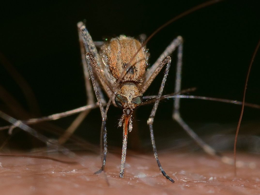 Sieben von zehn Insektenstichheilern sind nur bedingt empfehlenswert.