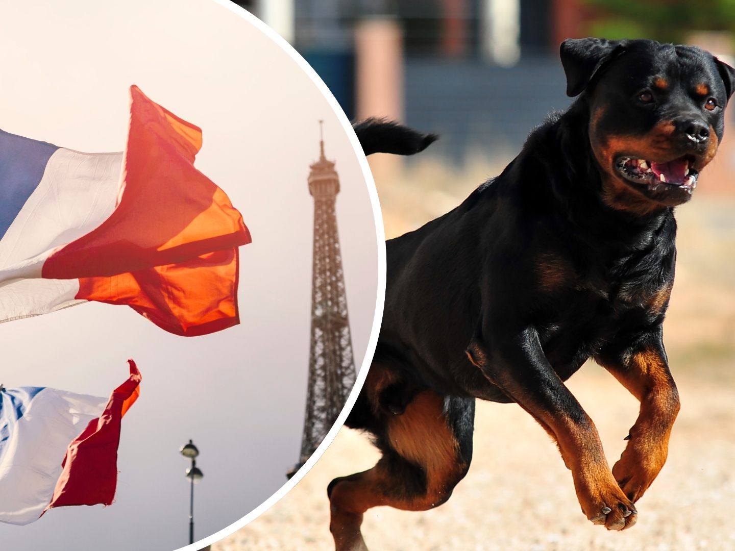 In Frankreich ist ein neunjähriger Bub von einem Rottweiler totgebissen worden.