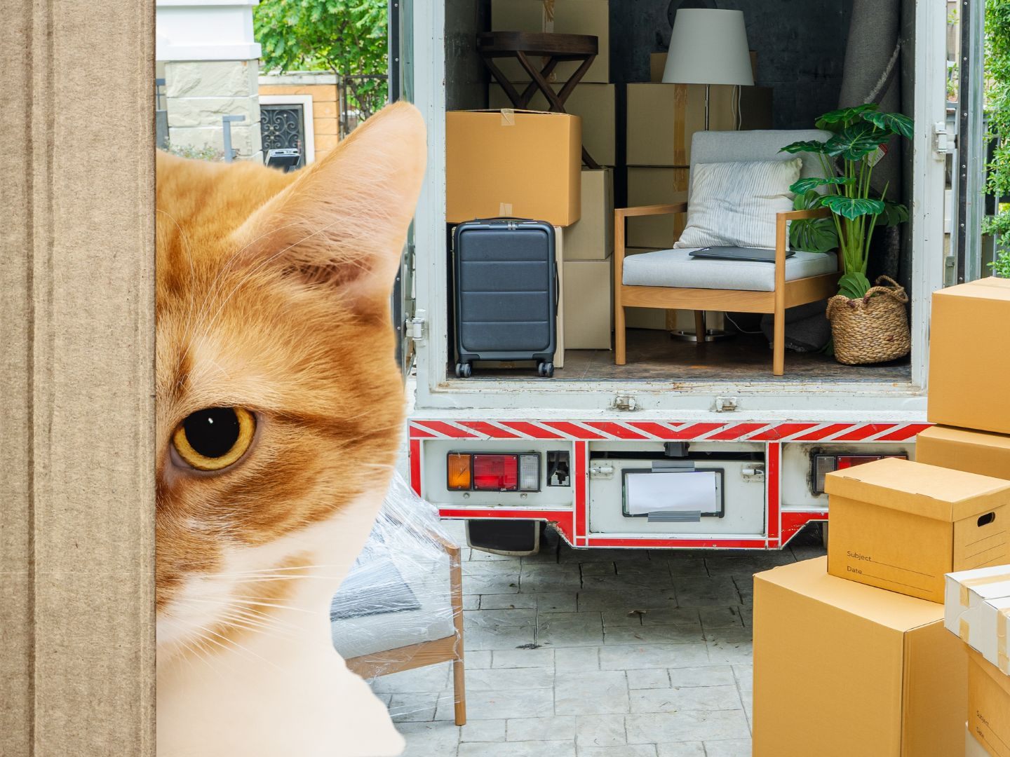 Der Kater reiste unbemerkt mit. (Symbolbild)