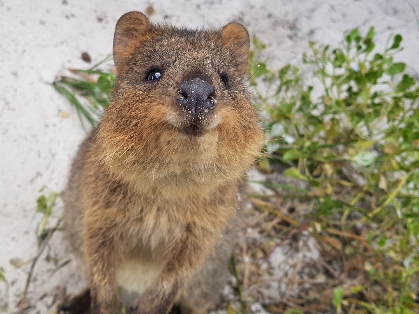Einfach nur süß, diese Quokkas!