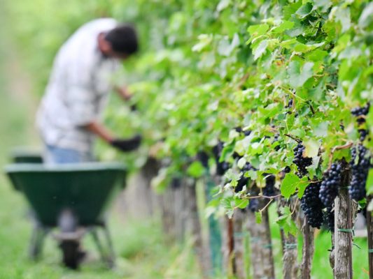 Trotz guter Ernte sehen sich viele Winzer vor großen Herausforderungen