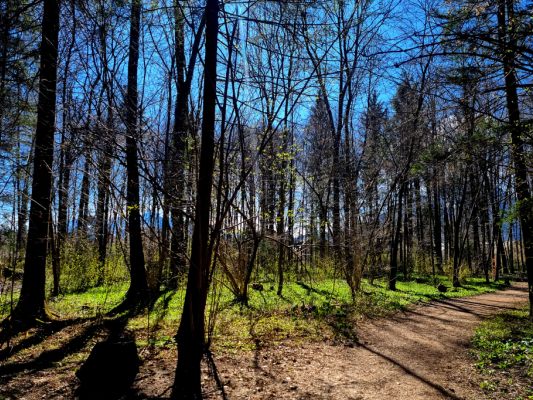 Waldverjüngung mit "klimafitten Forstpflanzen" als Gegenmaßnahme
