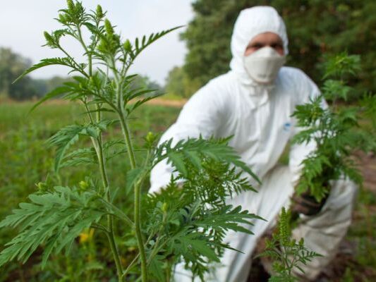 Ragweed (Ambrosia) bereitet zur Zeit vielen Allergikern Probleme Ragweed (Ambrosia) bereitet zur Zeit vielen Allergikern Probleme