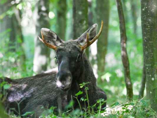 "Emil" in einem Waldstück im Bezirk Linz-Land bei Hargelsberg "Emil" in einem Waldstück im Bezirk Linz-Land bei Hargelsberg