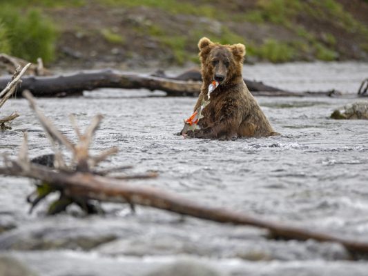 Katmai-Nationalpark kürt den dicksten Bären Katmai-Nationalpark kürt den dicksten Bären