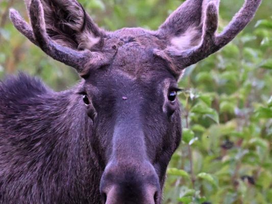 "Emil" ist im tschechischen Nationalpark angekommen. "Emil" ist im tschechischen Nationalpark angekommen.