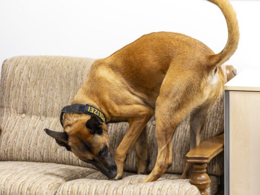 Suche für Hunde Höchstleistung Suche für Hunde Höchstleistung