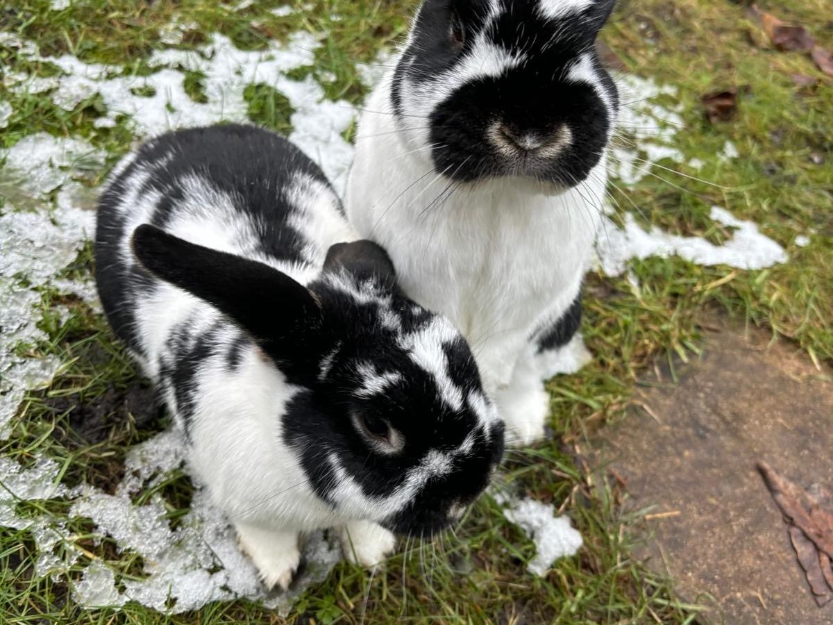 Kaninchen vermisst