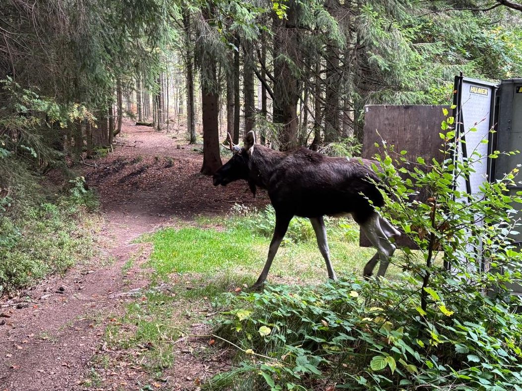 Elch "Emil" wurde in den Böhmerwald gebracht.