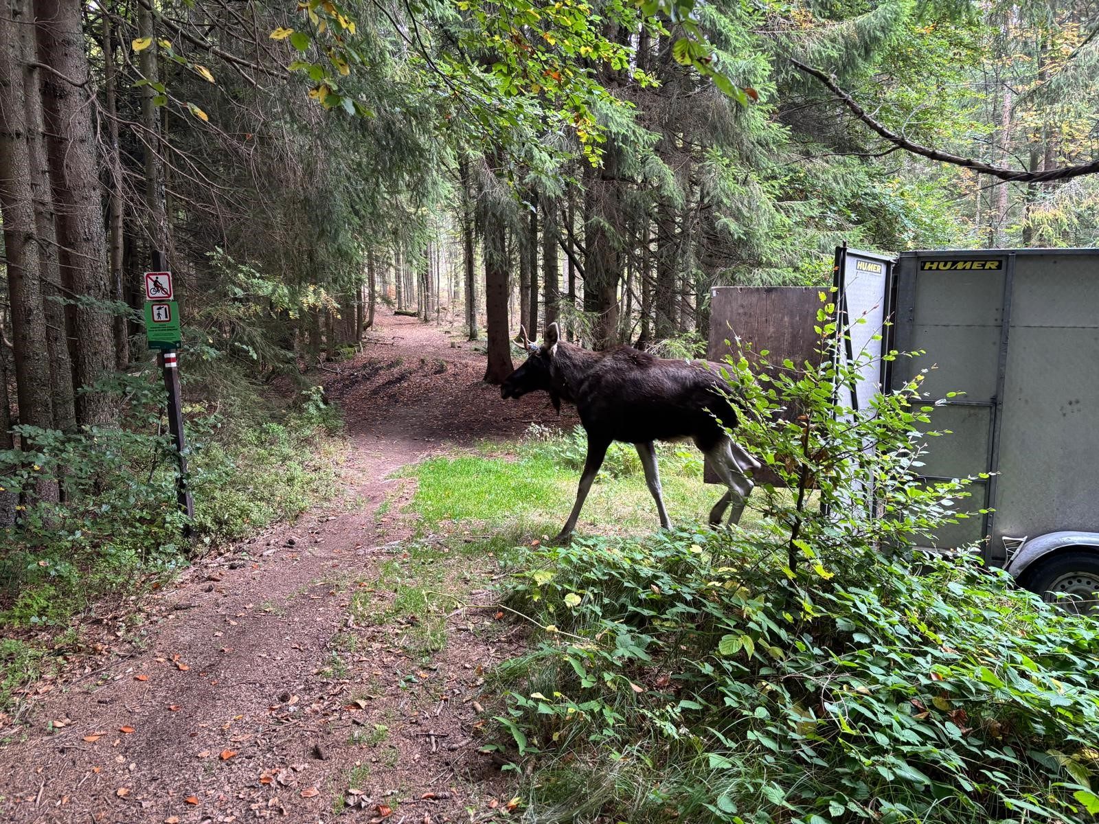 Elch "Emil" im Böhmerwald. Elch "Emil" im Böhmerwald.