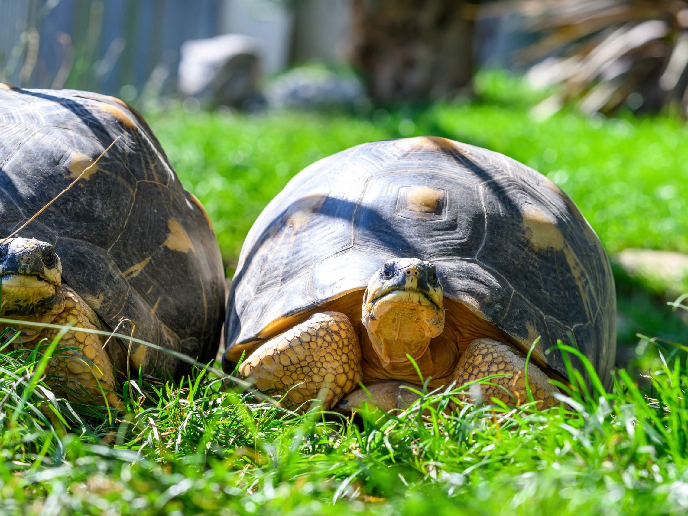 Neuer Lebensabschnitt für fünf Strahlenschildkröten in Wien. Neuer Lebensabschnitt für fünf Strahlenschildkröten in Wien.