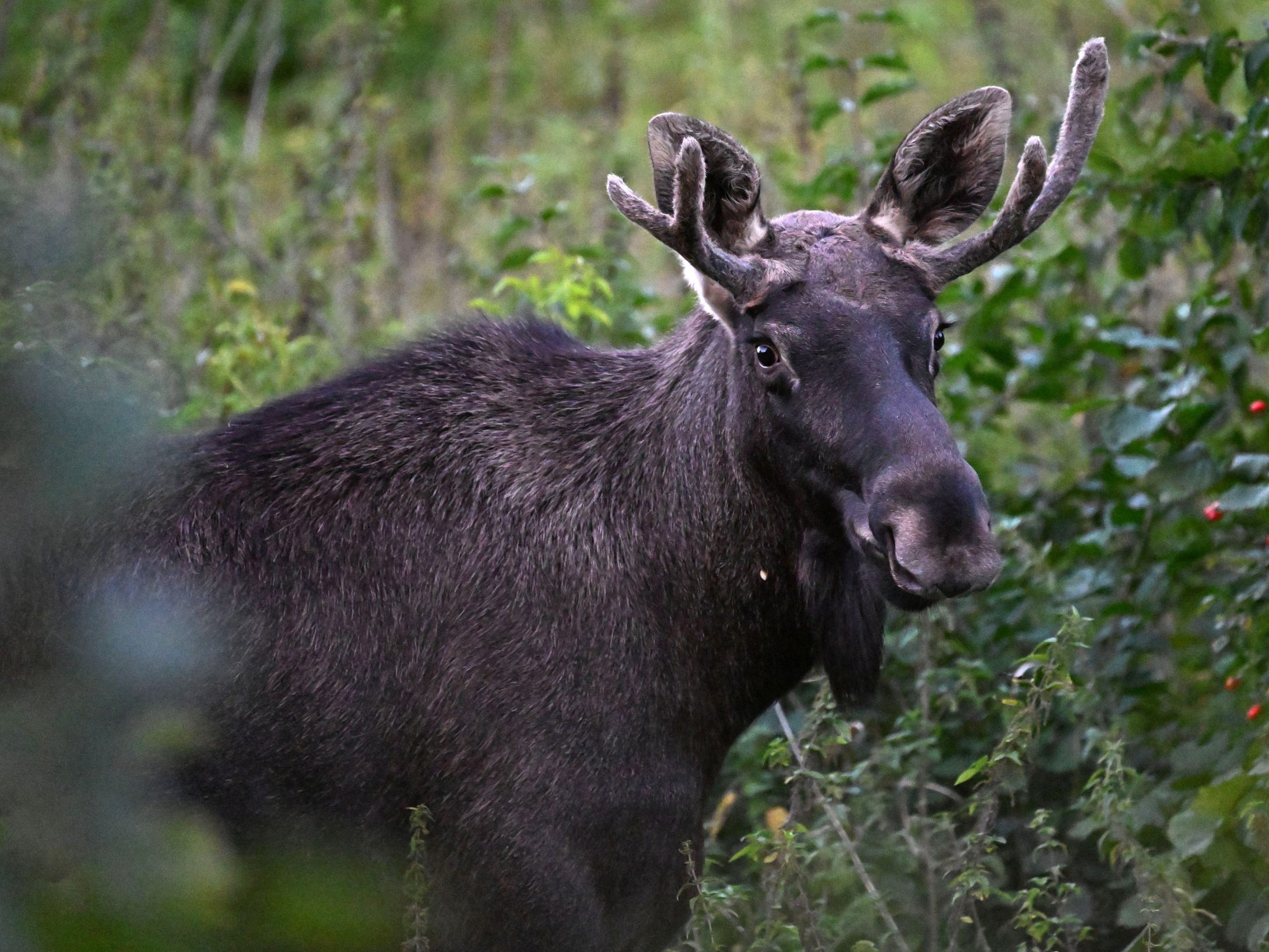 "Emil" wandert bereits fleißig im Nationalpark Šumava.