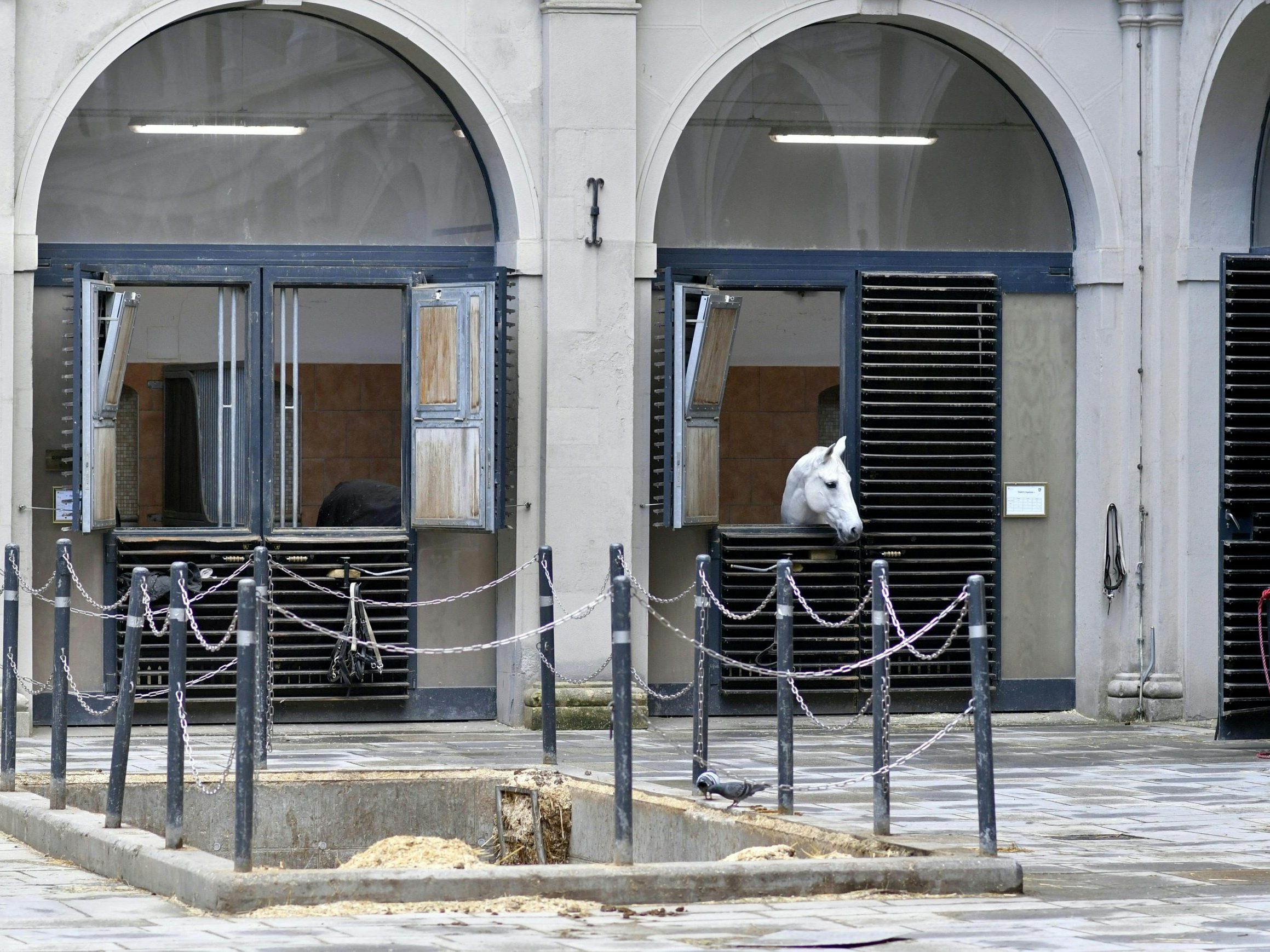 Aufsichtsrat von Spanischer Hofreitschule beschloss Bestellung von interimistischem Geschäftsführer.