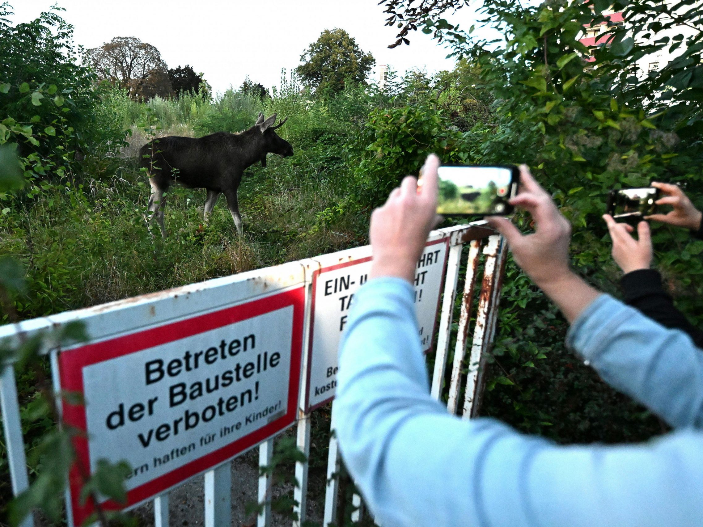 Emil zeigt, dass Naturschutz in Österreich funktioniert.