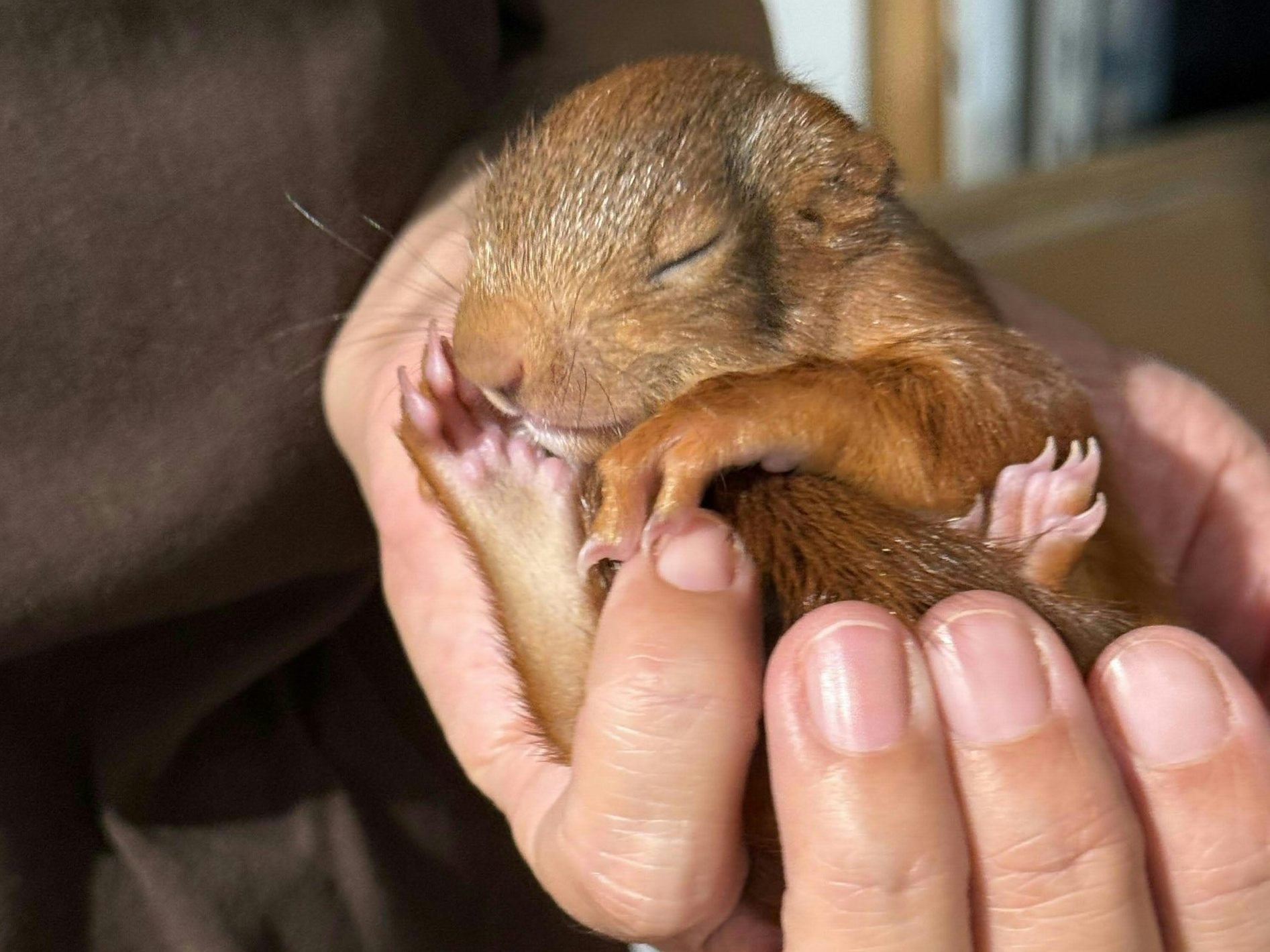 Das Eichhörnchen zog sich keine Knochenbrüche zu. Das Eichhörnchen zog sich keine Knochenbrüche zu.