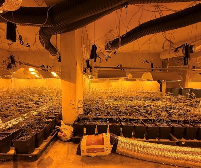 Na Dunaju odkrili obsežno plantažo marihuane, aretirani trije Srbi