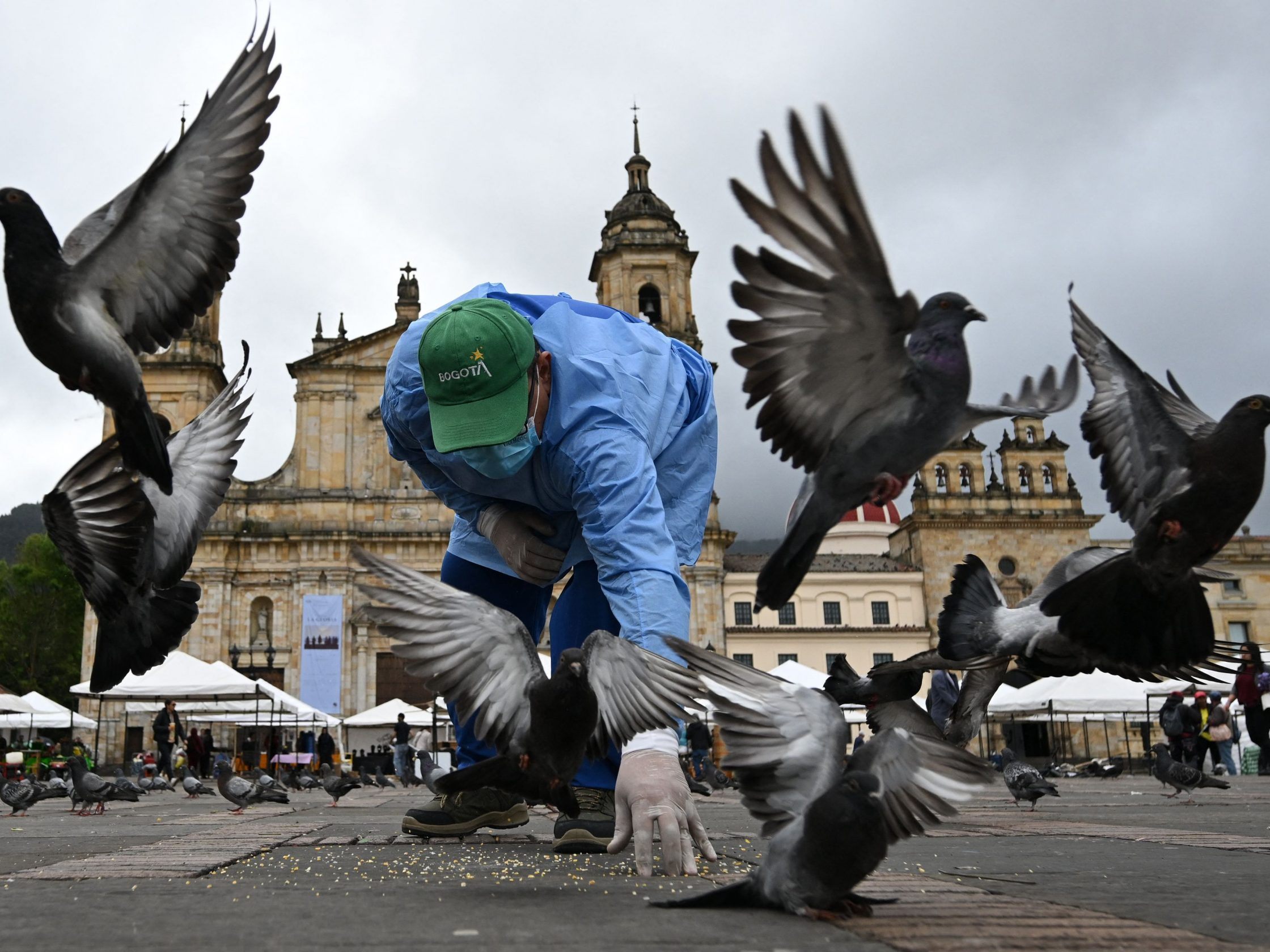 Bogotá sterilisiert Tauben gegen Überpopulation Bogotá sterilisiert Tauben gegen Überpopulation