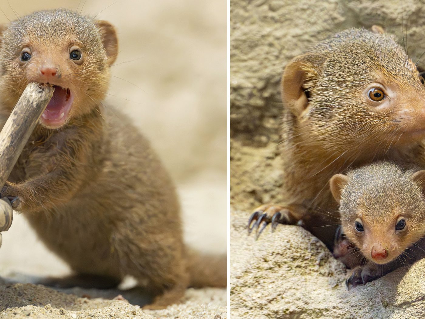 Süßer Zuwachs im Tiergarten Schönbrunn. Süßer Zuwachs im Tiergarten Schönbrunn.