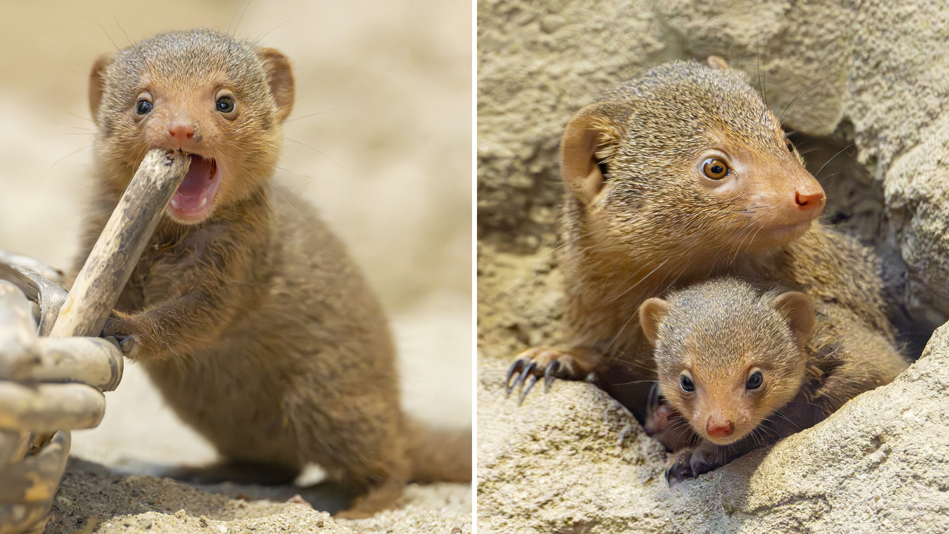 Štiri pritlikave mungose osvojile živalski vrt Schönbrunn