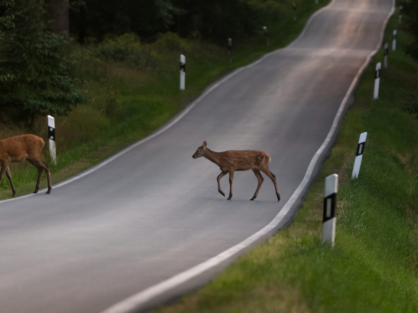 Herbstzeit ist Wildwechselzeit.