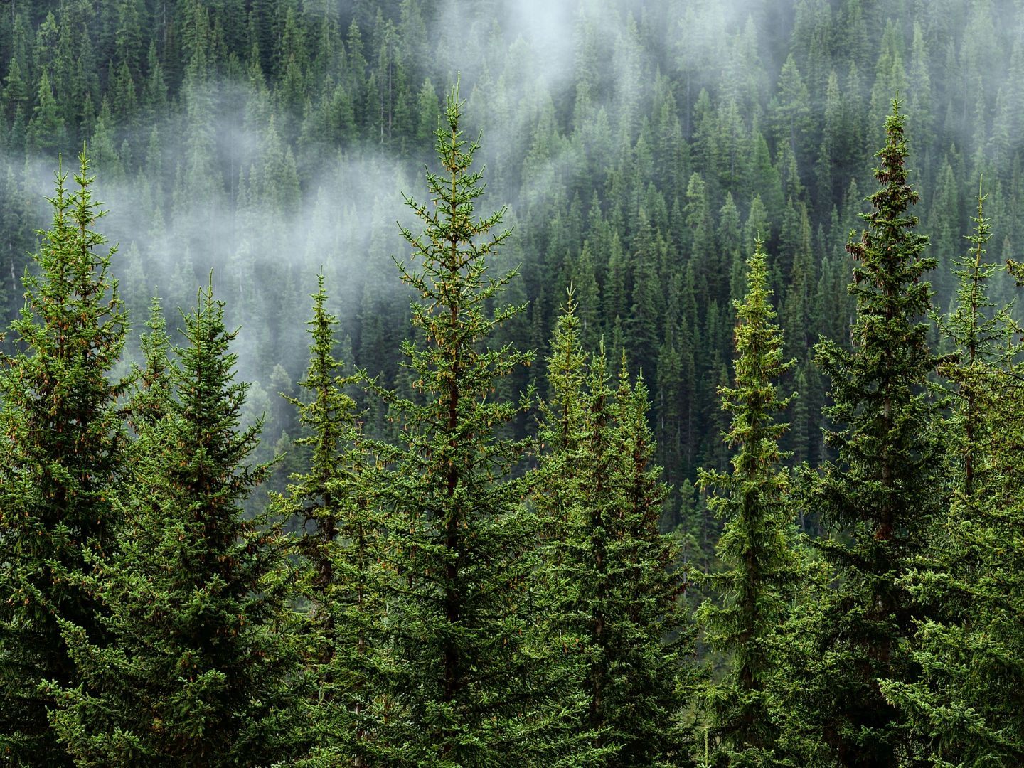 Der Wald wird zum Verlierer in der Klimakrise. Der Wald wird zum Verlierer in der Klimakrise.