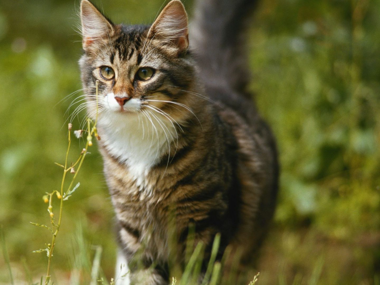 Schon wieder wurde eine Katze angeschossen. Schon wieder wurde eine Katze angeschossen.