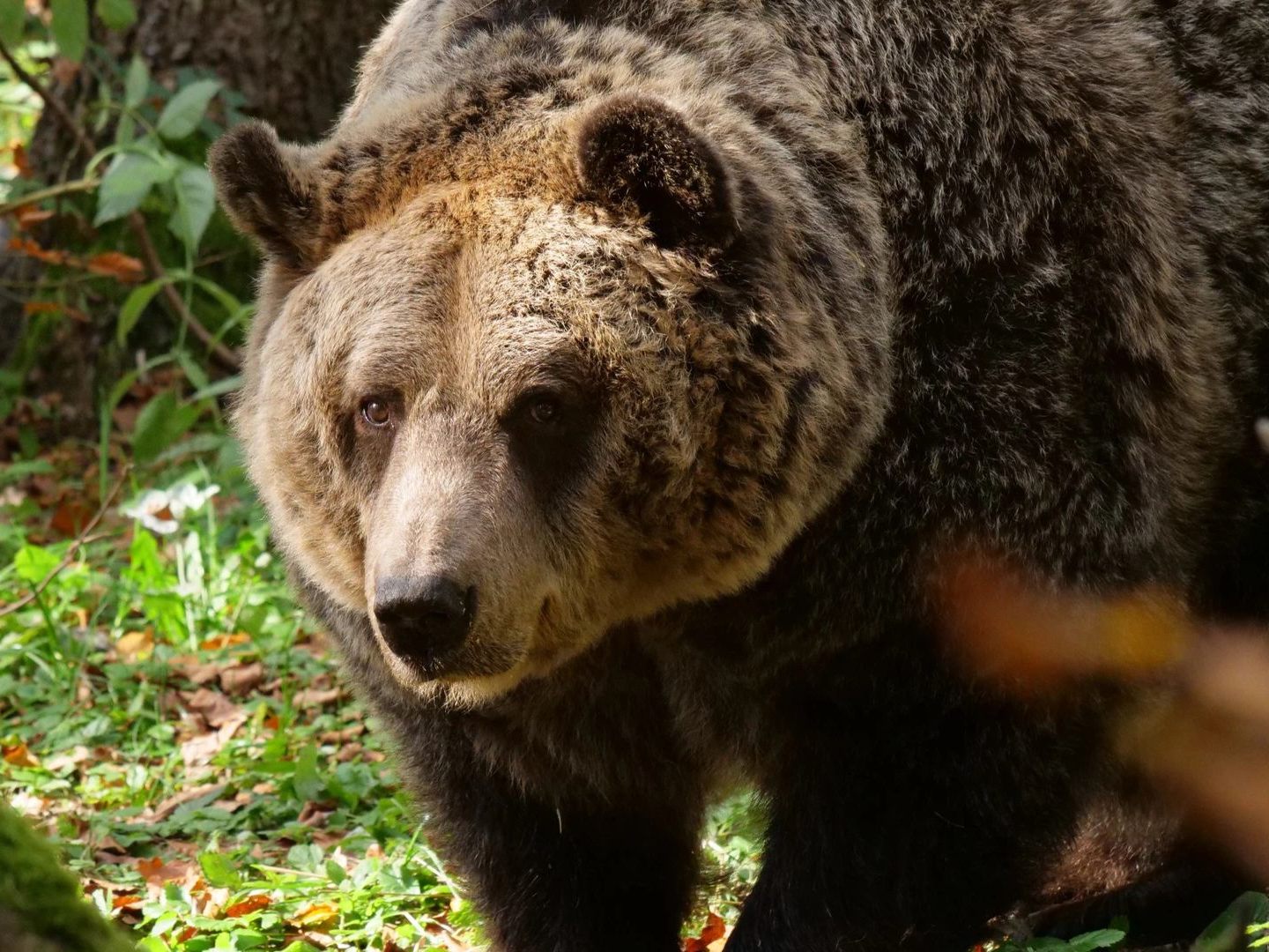 Große Trauer um Bär "Mark" im Bärenwald Arbesbach.
