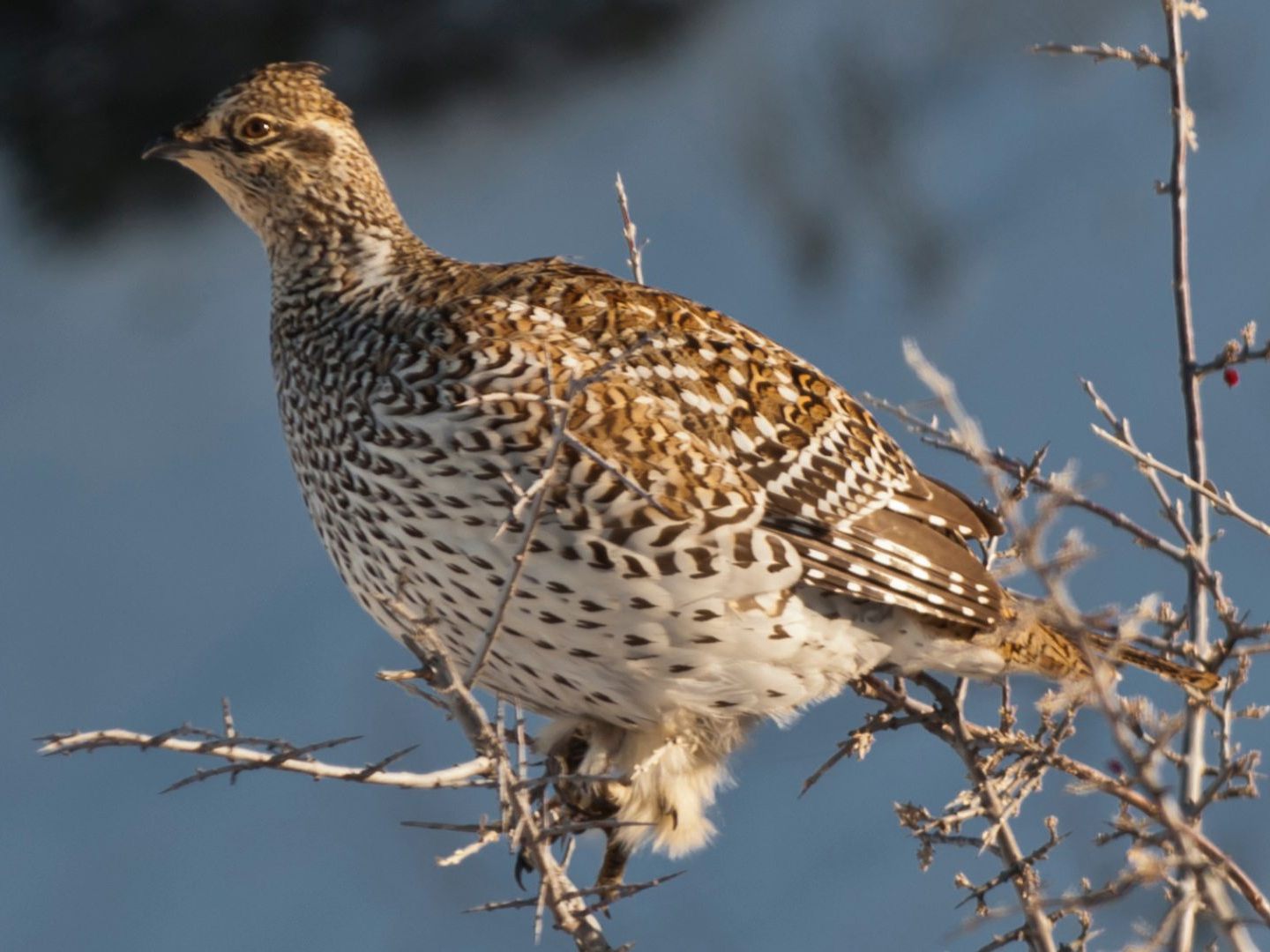 BirdLife Österreich fordert einen Jagdstopp auf Wachteln.
