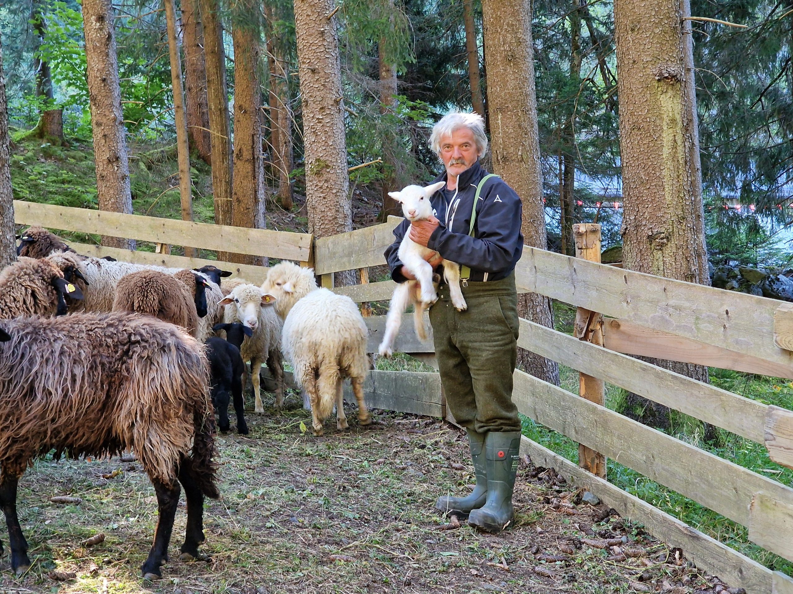 Im Gehege gut angekommen, drückt der umsichtige Hirte Michael Schäfer nochmals seine Lieblinge - hier mit einem ein paar Tage alten Lamm.
