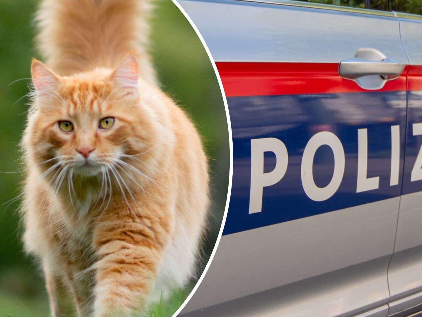 Polizei ermittelt weiter, Tierrechtsorganisation PETA setzt Belohnung aus. Polizei ermittelt weiter, Tierrechtsorganisation PETA setzt Belohnung aus.