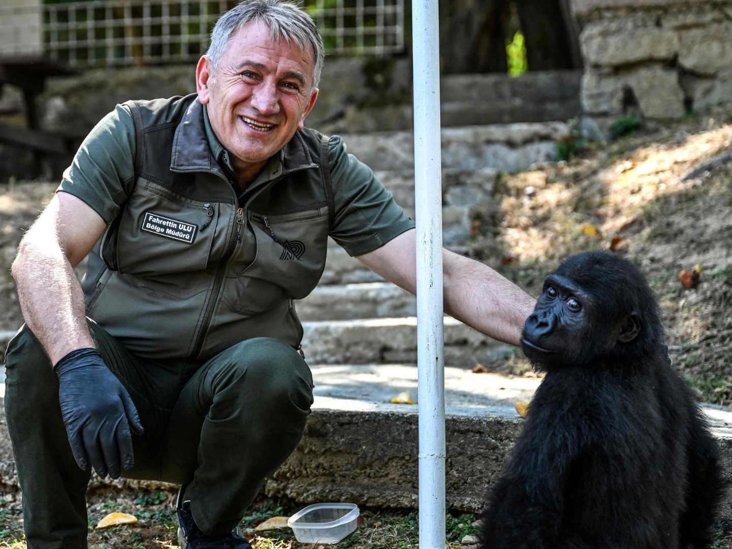 Zehn Monate nach seiner Rettung wird Gorilla Zeytin aus dem Polonezköy-Zoo in Istanbul nach Nigeria zurückgebracht. Zehn Monate nach seiner Rettung wird Gorilla Zeytin aus dem Polonezköy-Zoo in Istanbul nach Nigeria zurückgebracht.