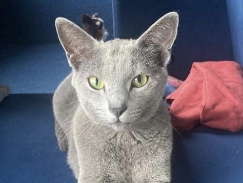 Kater Karlo