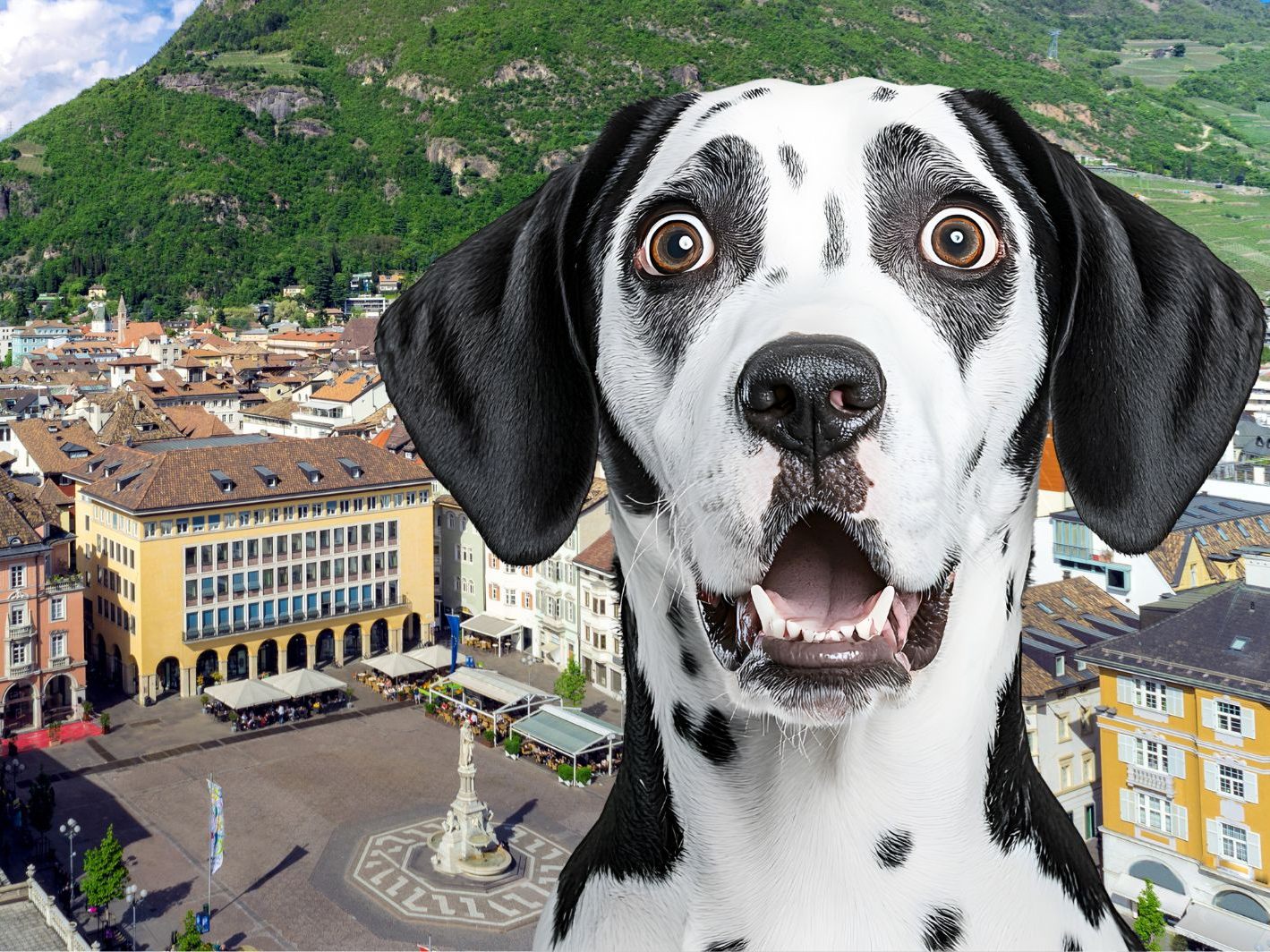 In Südtirol müssen künftig auch Hunde Gäste-Taxe zahlen.