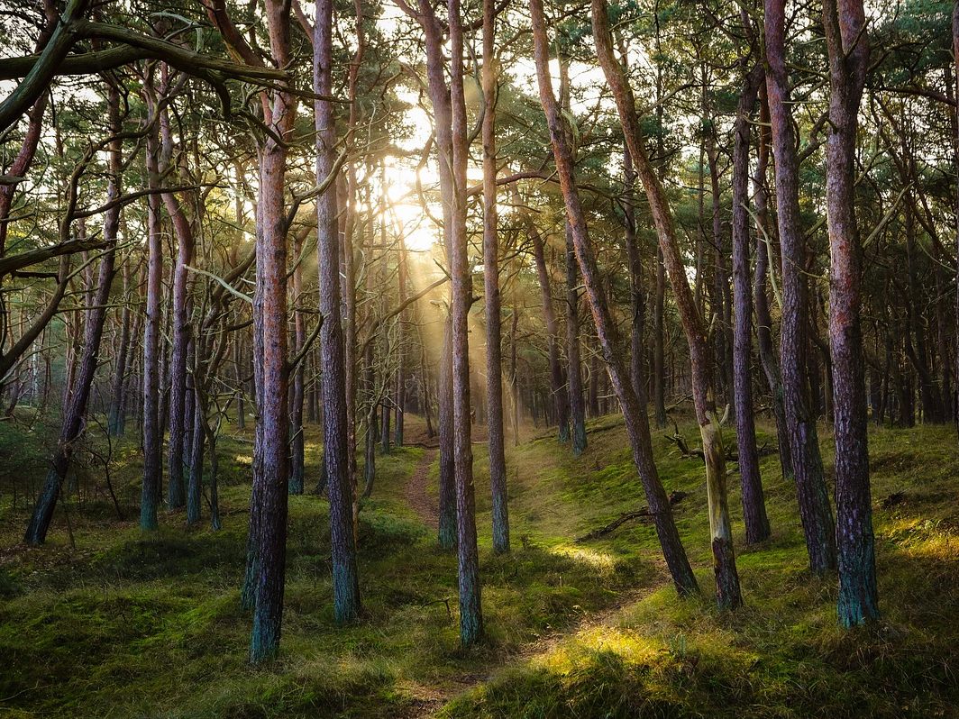 Experten sehen den Wald mit dem Klimawandel in die Mitte der Gesellschaft rücken.