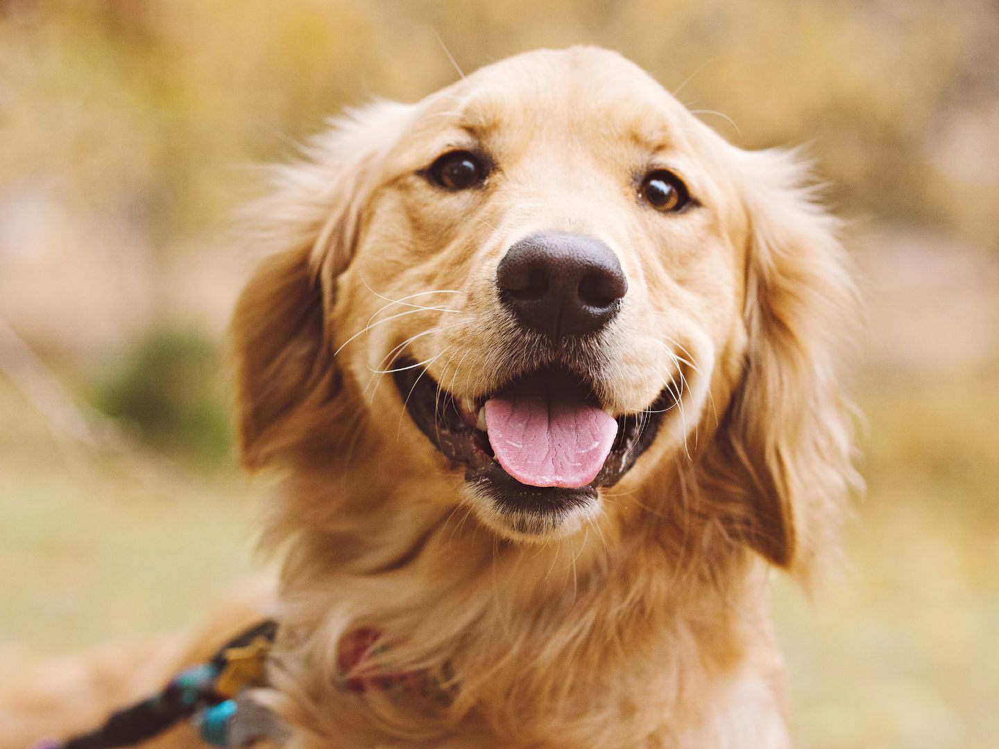 Ein Golden Retriever nutzte ein Fitnessgerät in einem Park in Guangxi. Die Szene ging viral – auch wegen des Blicks seines kleinen Begleiters.