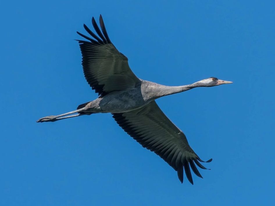 Ein einzelner Kranich fliegt am Himmel.