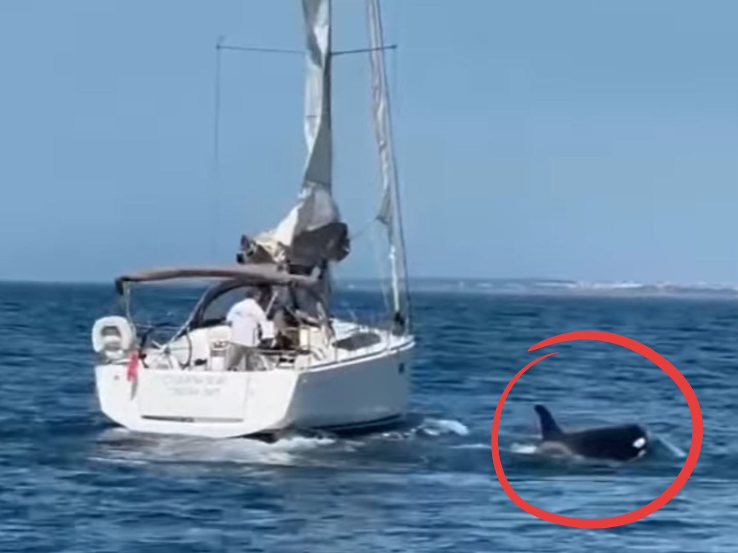Zwei Segelboote wurden vor Lissabon von Orcas angegriffen. Ein Touristenboot sank, alle neun Personen an Bord blieben unverletzt. Die Vorfälle häufen sich.