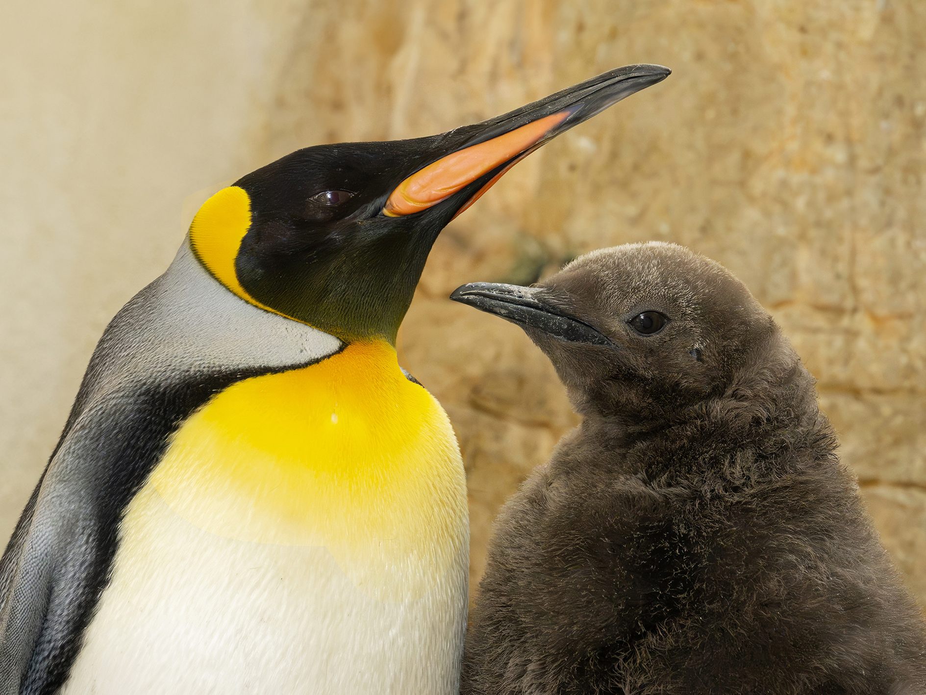 Kleiner Pinguin kommt ganz groß raus Kleiner Pinguin kommt ganz groß raus