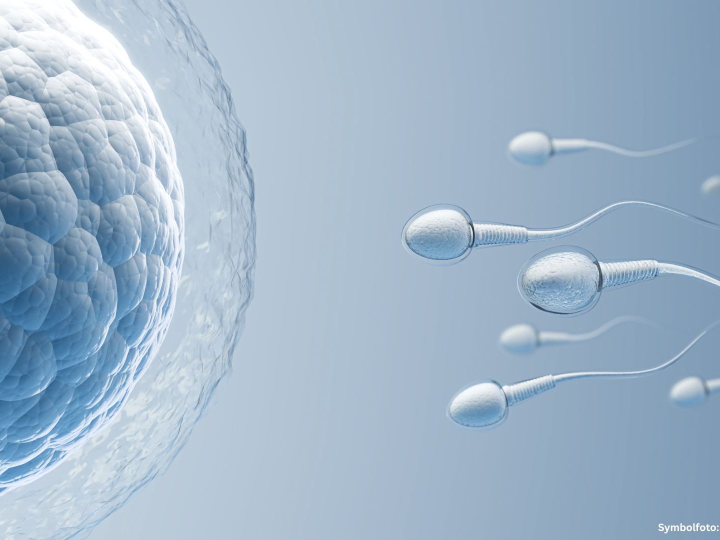 Spermien auf dem Weg zur Eizelle: Ihre Anzahl, Beweglichkeit und genetische Integrität sind entscheidend für die männliche Fruchtbarkeit. Spermien auf dem Weg zur Eizelle: Ihre Anzahl, Beweglichkeit und genetische Integrität sind entscheidend für die männliche Fruchtbarkeit.