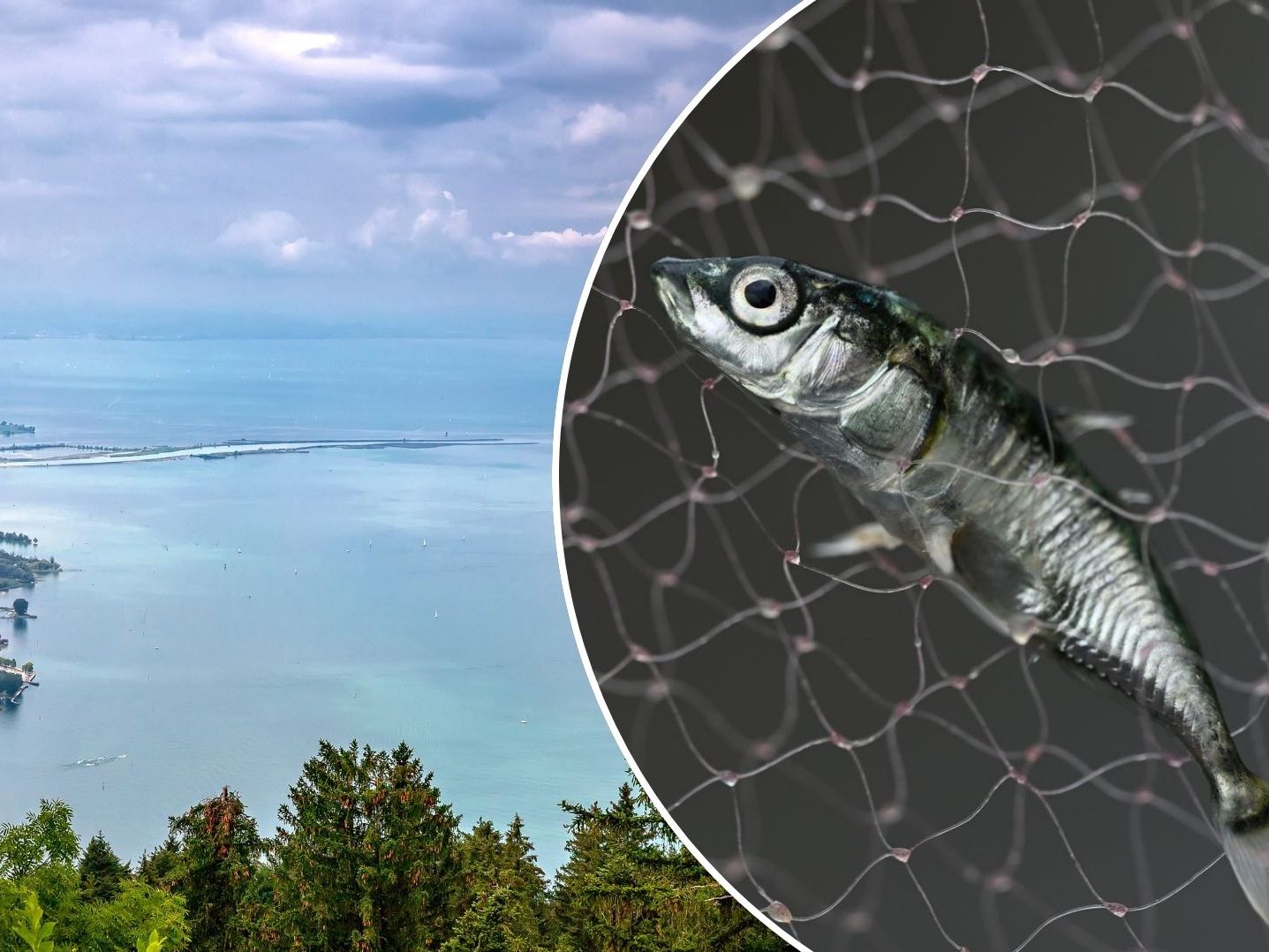 Der Stichling existiert seit den 1950er-Jahren als gebietsfremde Art im Bodensee und verursachte ein Ungleichgewicht. Der Stichling existiert seit den 1950er-Jahren als gebietsfremde Art im Bodensee und verursachte ein Ungleichgewicht.