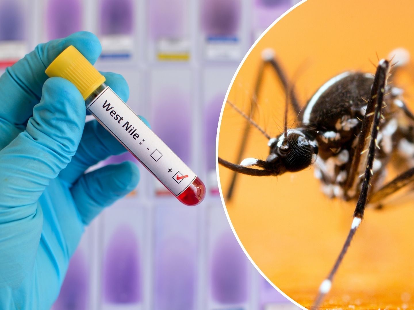 In Griechenland sind sieben Menschen am West-Nil-Virus gestorben. In Griechenland sind sieben Menschen am West-Nil-Virus gestorben.
