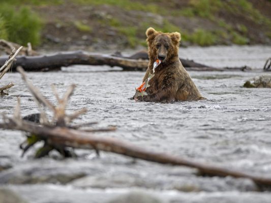 Katmai-Nationalpark richtet die kuriose Wahl aus Katmai-Nationalpark richtet die kuriose Wahl aus