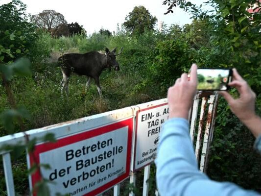 "Emil" von Fans verfolgt in Niederösterreich.