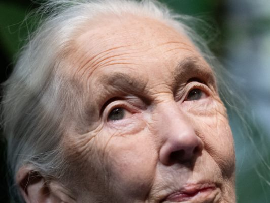 Jane Goodall (Archivbild) Jane Goodall (Archivbild)